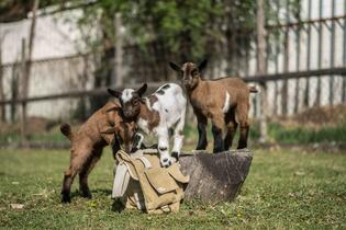 Go from Brno Výletní cíle