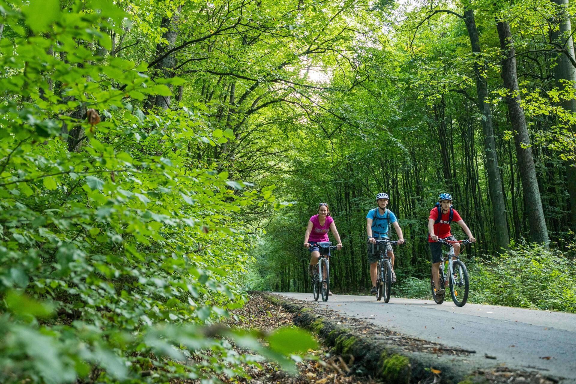 Bučovice Ždánice forest