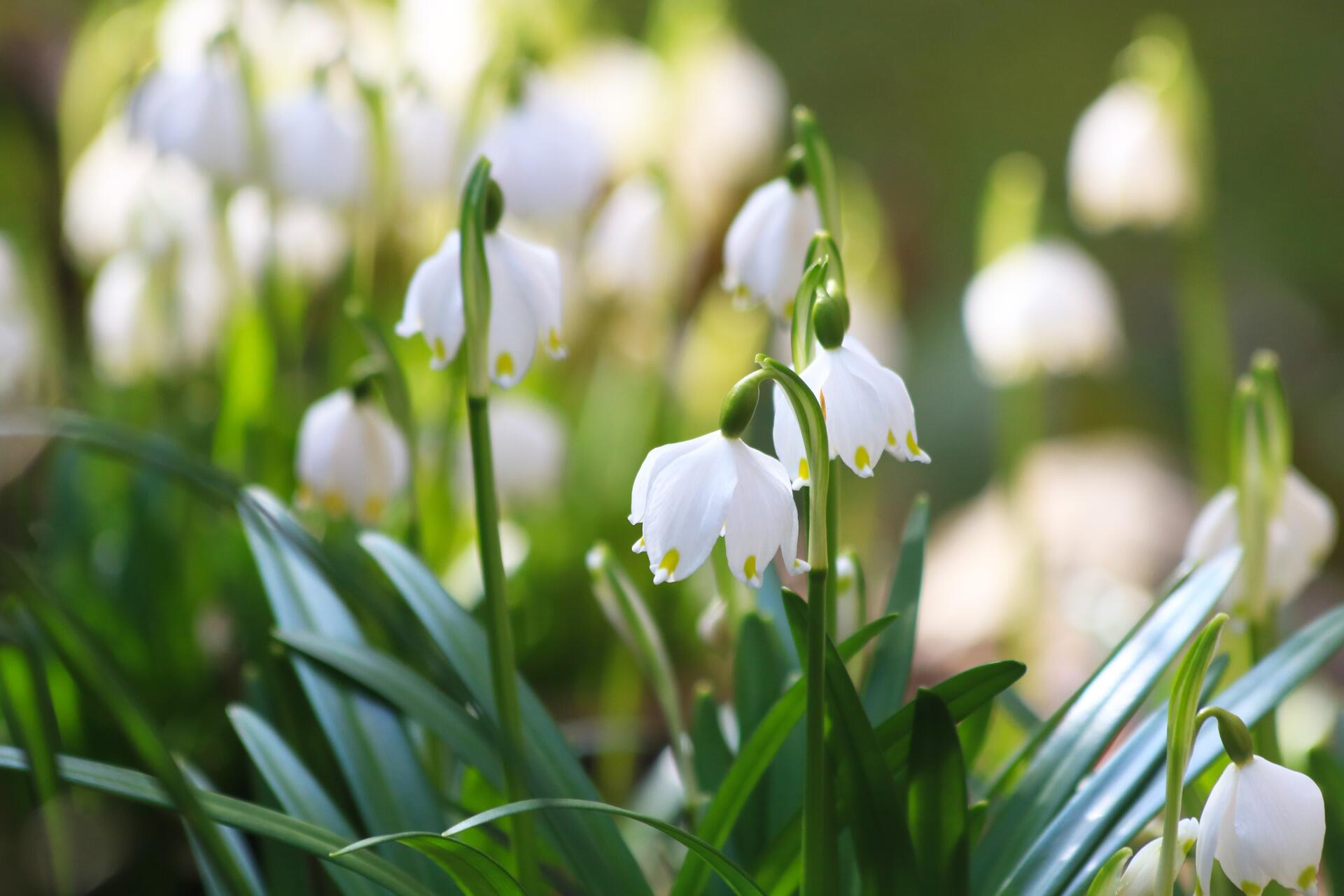 Spring in the Brno region