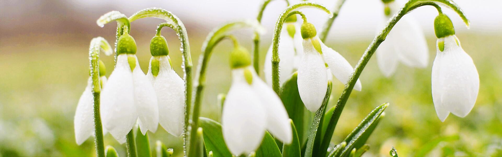 Go from Brno jaro na brněnsku