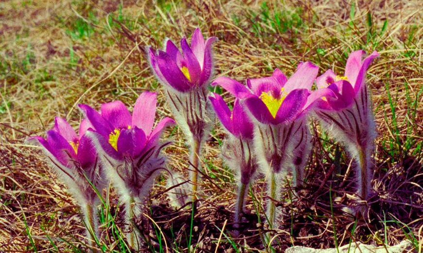 Go From Brno Jaro na Brněnsku