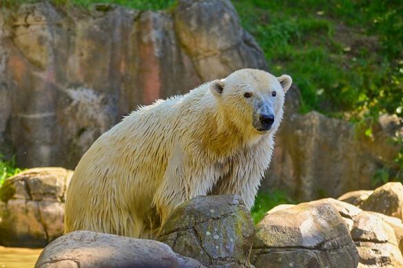 Go From Brno Adventní ZOO