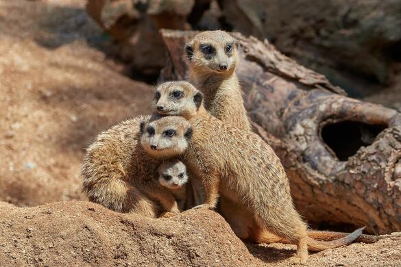 Go From Brno kam na jarní prázdniny