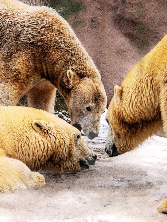 Go From Brno Na farmu za zvířaty