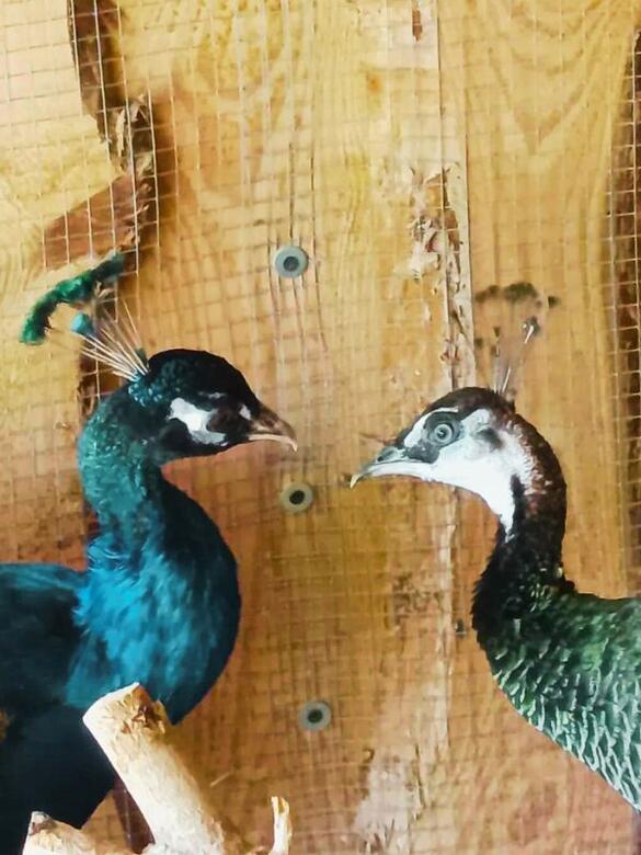 Go From Brno Na farmu za zvířaty