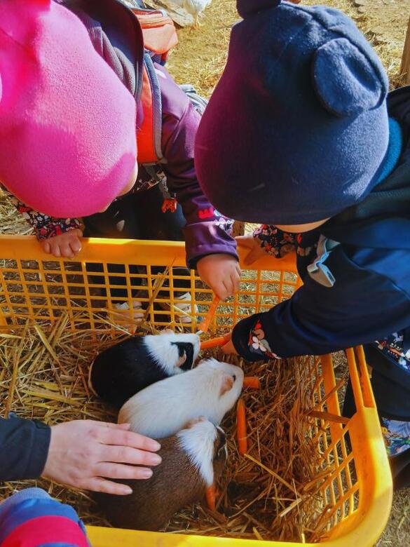 Go From Brno Na farmu za zvířaty