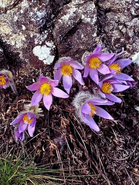 Go From Brno Mahostovická pecka koniklece