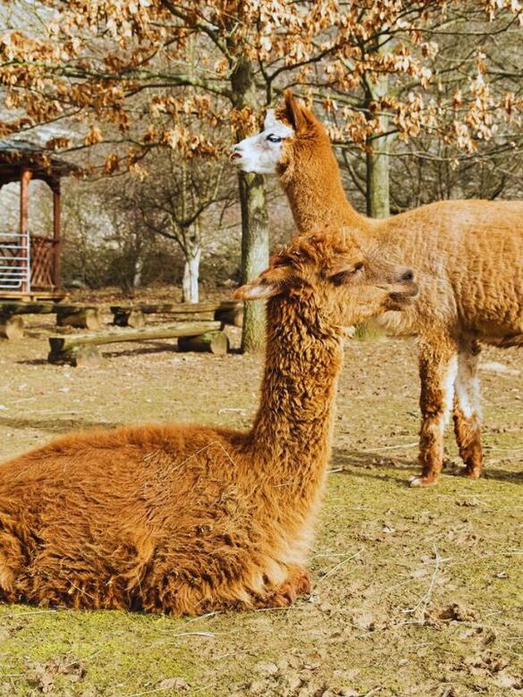 Go From Brno Na farmu za zvířaty - Lamacentrum Hády