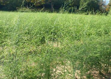 Brno region Go from Brno Kounice and Ivančice asparagus factory and asparagus