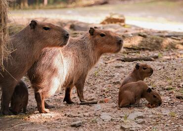ZOO Brno, Go from Brno